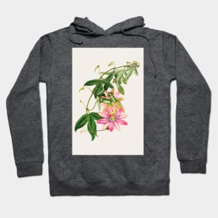 Passiflora pinnatistipula - Botanical Illustration Hoodie